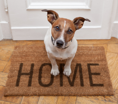 Dog welcome home
